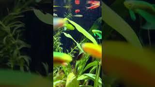 Immerse yourself in the world of ecological tank setups | Pondon Aquarium