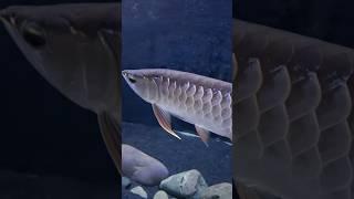 Red Tail Golden Arowana