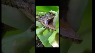 The Big Mantis ate the Big Lizard#shorts #hd #insects #big #wild #forest