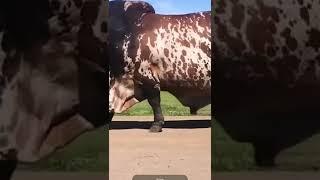 big ox in the world #shortvideo