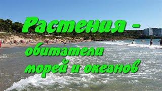 Растения - обитатели морей и океанов