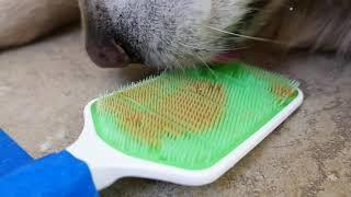 ASMR 2 Hours Long - Dog Licking Peanut Butter Off Orapup Tongue Cleaning Brush Taped To Tile Floor