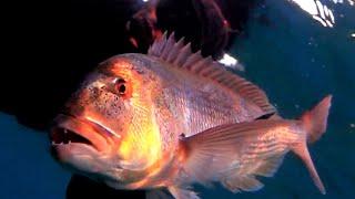  Chasse Sous Marine Denti  | Epic Dentici & Red Bass Spearfishing Action | Spearfishing Only ️