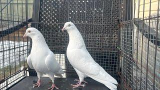 Aj Chatri wale Kabootron Ke Jode Laga Diye || Pigeons In Canada.