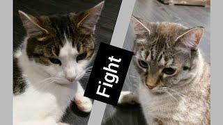 Chats . Fight