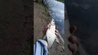 Рыбалка на Десне в апреле ! Spinal fishing