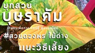 บุกสวน | บุษราคัม เสน่ห์จันทร์ประกายดาว  แนะนำวิธีเลี้ยงดูแล เรื่องน้ำ เรื่องดินเรื่องปุ๋ย แบบง่ายๆ