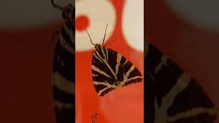 Jersey Tiger