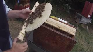 How to convert bees from frames to top bars the easy way!