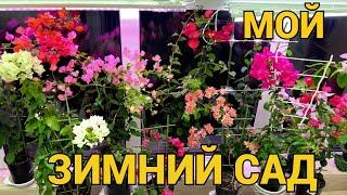 МОЙ ЗИМНИЙ САД: КОЛЛЕКЦИЯ БУГЕНВИЛЛЕЙ: УХОД, УДОБРЕНИЯ, ПОЛИВ, ОБРЕЗКА и пр.