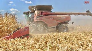 BIG COMBINES Harvesting Corn in 2024