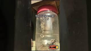 Carpenter Bee trap escape