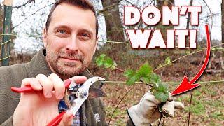 Prune Your Raspberries Now Or THIS Will Happen! Tutorial