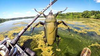 Do Bass Eat Roaches???