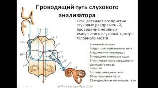 Проводящие пути анализаторов