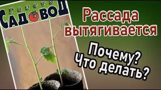 РАССАДА ВЫТЯГИВАЕТСЯ. Почему? Что делать?