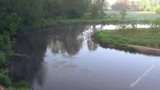 GENTLE MORNING ON THE RIVER with Beautiful Nature in the Forest Thicket with Birds Singing