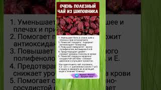 Шиповник.. полезно знать