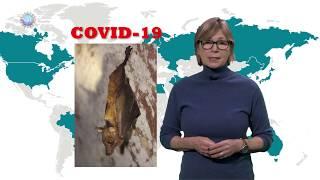 Why are bat viruses so deadly? [COVID-19]