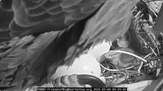 @FOBBVCAM  Jackie and Shadow's second chick has also hatched