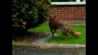 Собака защищает кошку от лисы! Dog saves cat from fox!