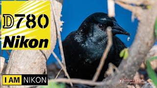 Nikon D780 - should you upgrade in the age of mirrorless? My thoughts based on my use.