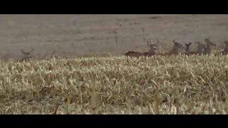 Stark Outdoors Some Sunday Afternoon Deer