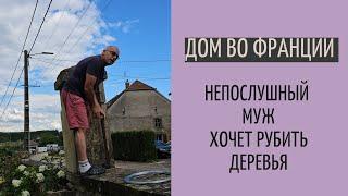 деревья заболели| непослушный муж| пристроили ржавые предметы