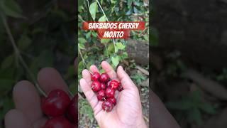 Barbados cherry mojito | #mojito #juice #barbadoscherry #cherry #katchisera