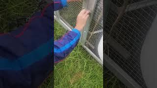 Chicken Tractor moving hack! #naturalgramma #aluminumchickentractor #chickentractor