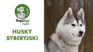 Husky syberyjski