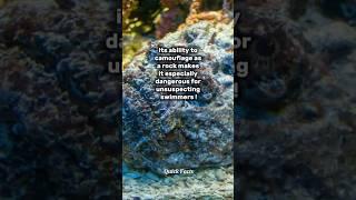 Stonefish Facts