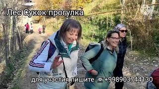 ЛЕС Сукок прогулка #ТАШКЕНТ ️Группа для ПОЕЗДОК В ГОРЫ номер один в Ташкенте  Фотосесия бесплатно