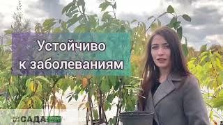 Жимолость Бакчарский Великан ОПИСАНИЕ СОРТА