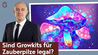 Sind Mushroom Growkits legal? Darf ich Growboxen für Zauberpilze in Holland bestellen?