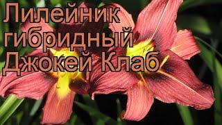 Лилейник гибридный Джокей Клаб (hemerocallis)  обзор: как сажать, рассада лилейника Джокей Клаб