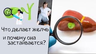 Что делает желчь в организме, и почему она застаивается? Функции желчи.