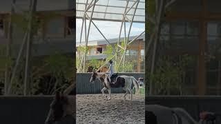 #horse