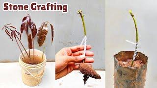 Stone grafting on mango tree | mango grafting easy technique | #stone_grafting