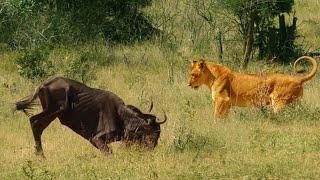 Wildebeest Passes Out in Front of Lion Mid Hunt