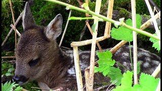 Косулёнок и заботливая мама. Голос (лай) косули европейской || Roe deer baby