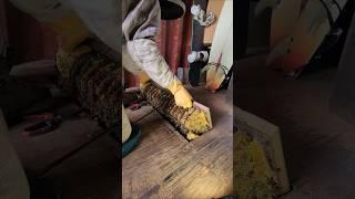 50,000 bees =  1 spider = 