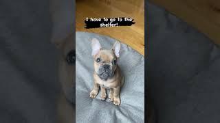 French bulldog puppy has to go to the shelter  #shorts