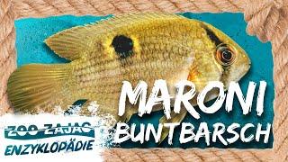 MARONIBUNTBARSCH | FISCHENZYKLOPÄDIE | Zoo Zajac