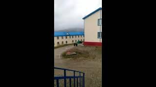 Медведи