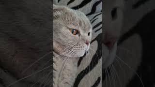 Такой милый котик !!  #cat #кот #милота