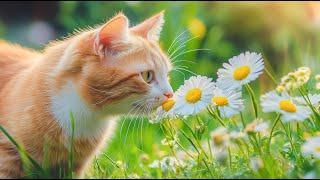 10 Hours of Cat Meditation Music  For Hyper Kittens and Anxious Cats | Healing Sounds for Pea
