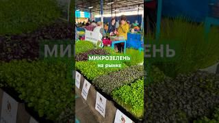 #микрозелень на рынке. Краснодар