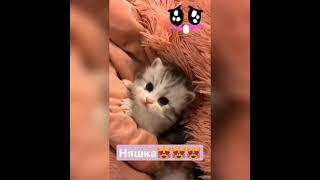 Котенок няшка #shorts #котики #няшка #котенок