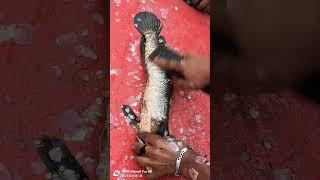 Amazing Sola Fish Cleaning Skills #shortvideo #shorts